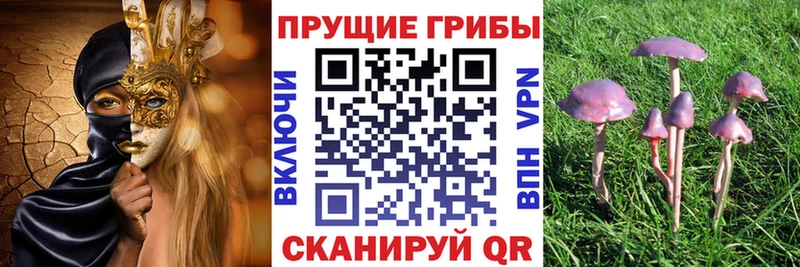 купить   Фрязино  Галлюциногенные грибы MAGIC MUSHROOMS 